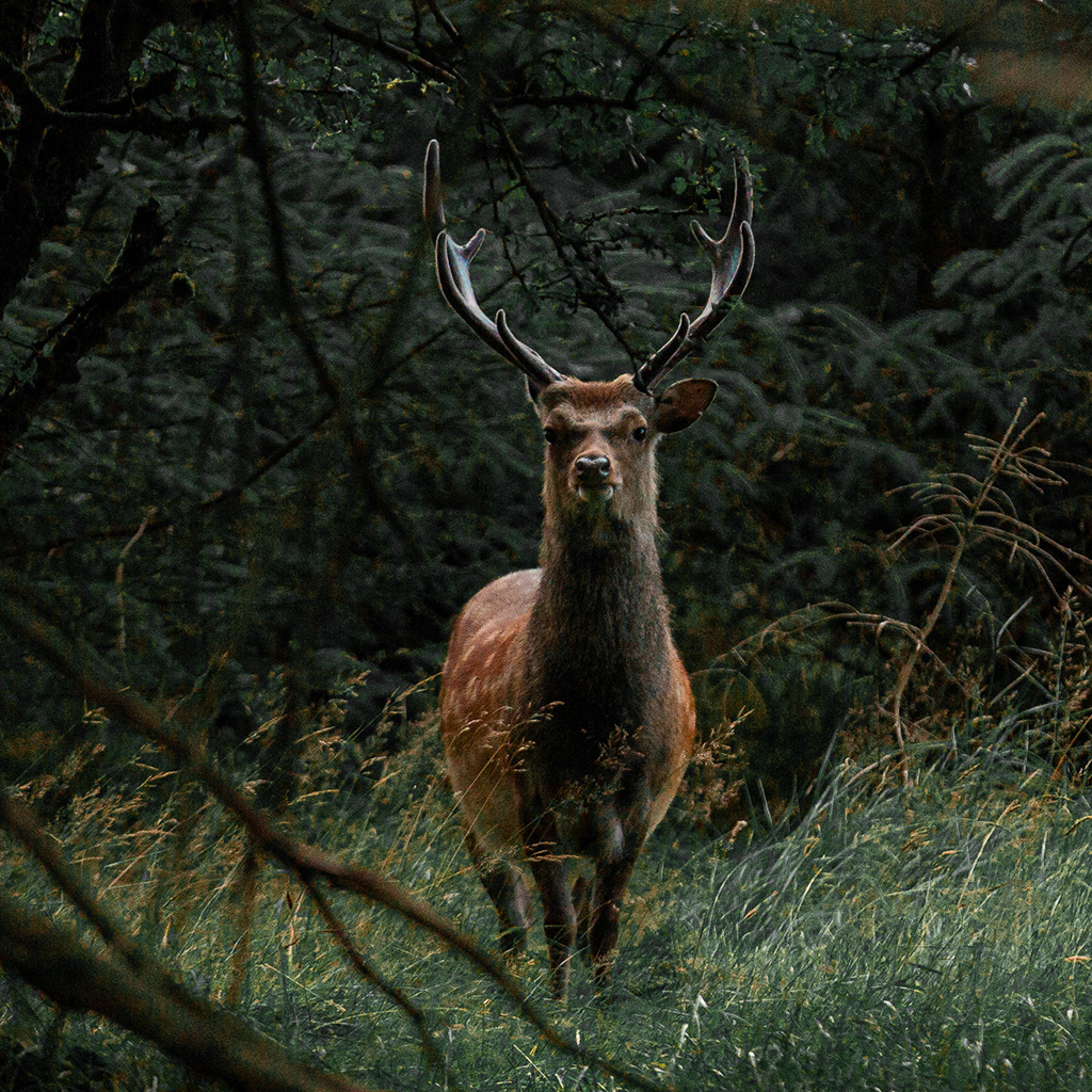 Deer in the woods